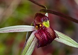 Caladenia oenochila Wine-lipped Spider-orchid7